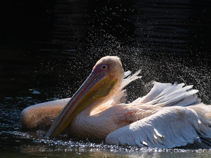 广州长隆野生动物园记录