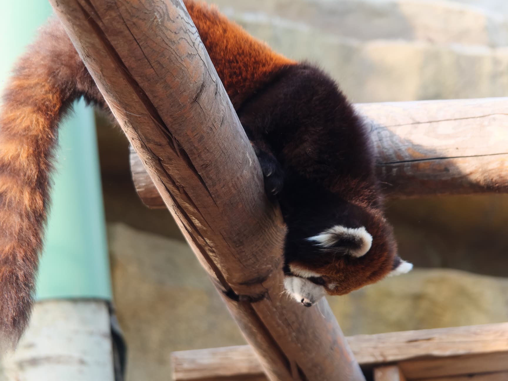 小熊猫悬挂