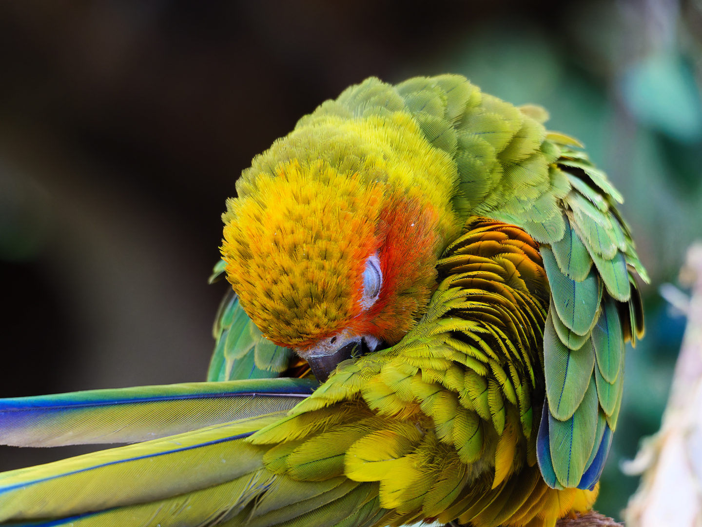 睡着的卡罗莱纳鹦哥