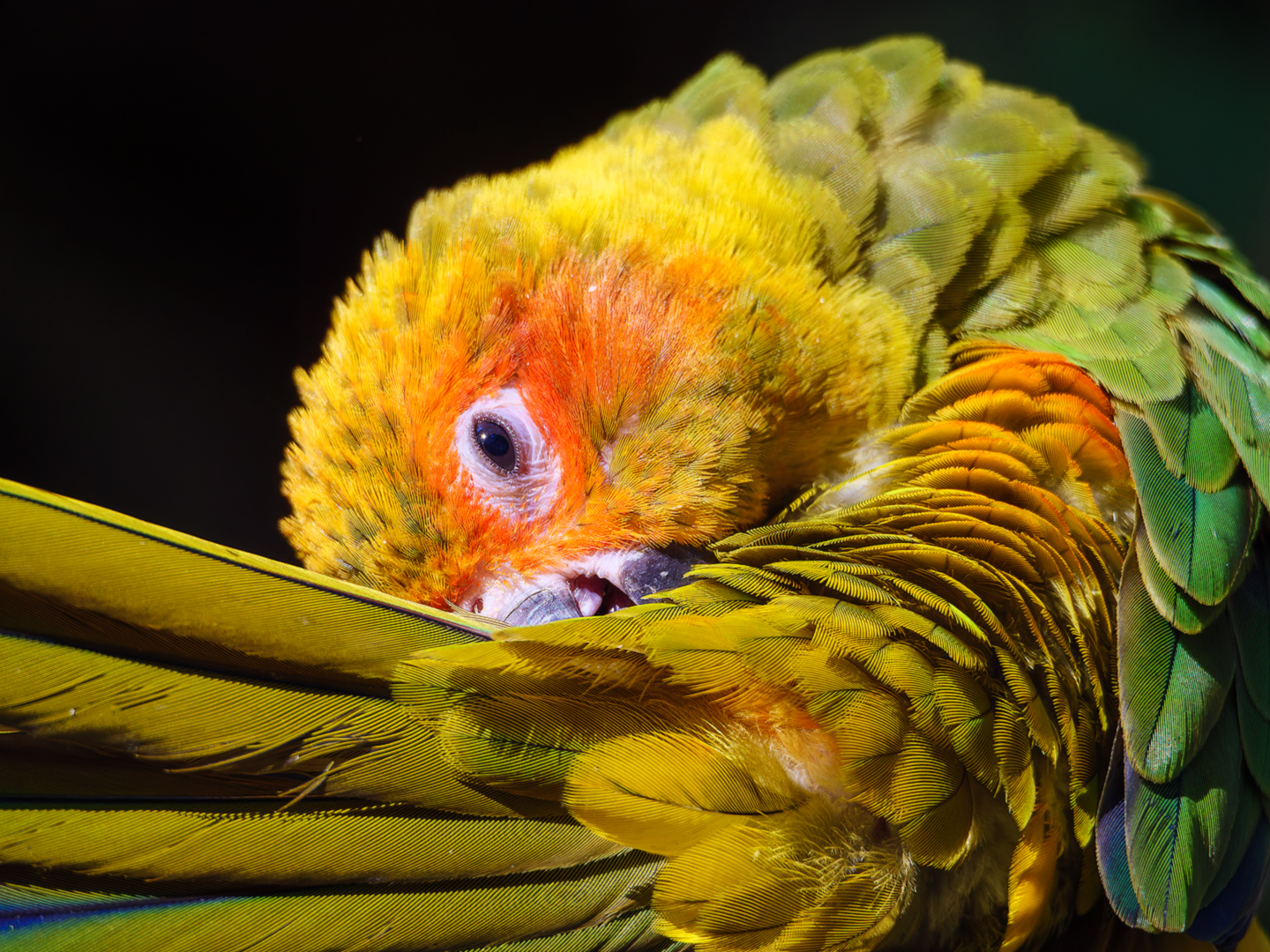 睡醒的卡罗莱纳鹦哥